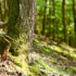 bild_kat-wurzelentfernung